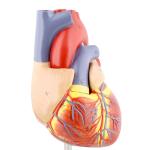 Life Size 2 Parts Medical Plastics Anatomical Heart 3d Model PVC Materials