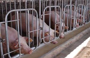 Quality Agro Animal Show International exhibition of animal husbandry - - NorthHusbandry Machinery wholesale