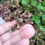Garden Usage Hydroponic Plant Seed Square Plastic Flower Pot Tray Dish Mold