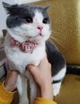 Sweet Custom Pet Collars / Flower Cat Collar Personalized Customized Logo