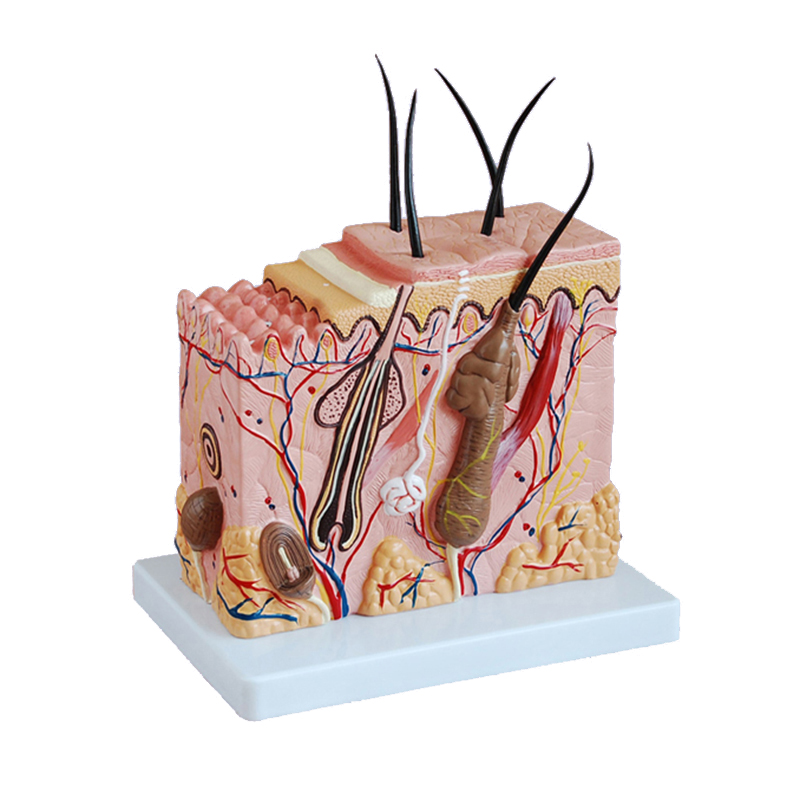 Human Structure 3D Skin Anatomy Model For Science Classroom Study Display Teaching