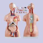45cm Plastic 23 Parts ODM Human Anatomy Model , Human Torso Model