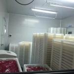 Automatic Capsule Machine Production Line For Fish Oil 120000 Pcs / H