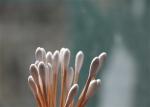 Bamboo Compostable Cotton Swabs Lint Free High Absorbent Odor Free