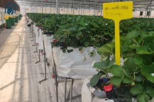 Quality Indoor Strawberry Growing Troughs Greenhouse PVC Hydroponic Gully Vertical Farming System wholesale