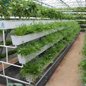 Quality Agricultural NFT Vertical Growing Greenhouse Soilless Greenhouse Multi Span wholesale