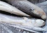 Whole Round Delicious 1100g 1200g Frozen Grey Mullet