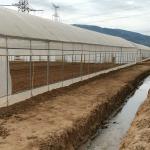 Poly Film Arch Tunnel Agriculture Vegetable Plastic Film Greenhouse Commercial