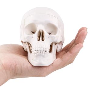 Quality Human Medical Anatomical Adult Head Bone Mini Skull Model For Education wholesale
