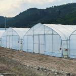 Wholesale Greenhouse China Factory Price Manufacture Singlespan Hydroponic