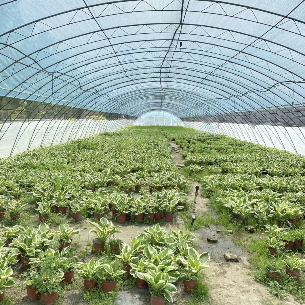 Drip Irrigation Tunnel Greenhouse for Agriculture