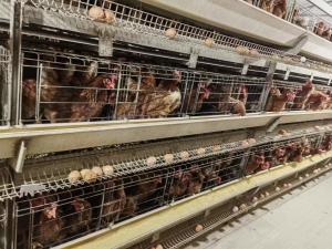 Quality 4 Tiers Battery Poultry Layer Chicken Cage Q235A H Frame Style Fully Auto wholesale