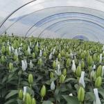 Multi-Span Commercial Greenhouse Hydroponic Growing System for Fruits and