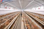 Hot Dip Galvanized Steel Poultry Farming Cage Automatic Meat Broiler Battery
