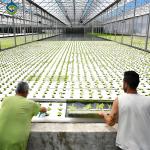 Food Grade PVC Pipe NFT Channel Hydroponic Greenhouse Eco Friendly