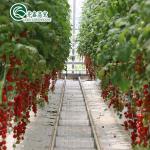Grow Your Own Vegetables Fruits and Flowers with Our Commercial Greenhouse