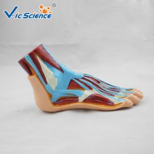 Quality Hospital School Teaching Foot 55x35x33cm Human Anatomical Model wholesale