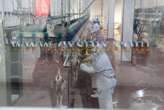 Chicken Duck Goose Bird Semi Auto Slaughter Machine For Poultry Meat Processing Plant