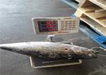 Whole Round BQF 5kg 10kg Yellowfin Fresh Frozen Tuna