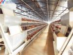 5 Tiers 6 Tiers Poultry Layer Cage H Type Animal Feeding Chicken Metal Cage