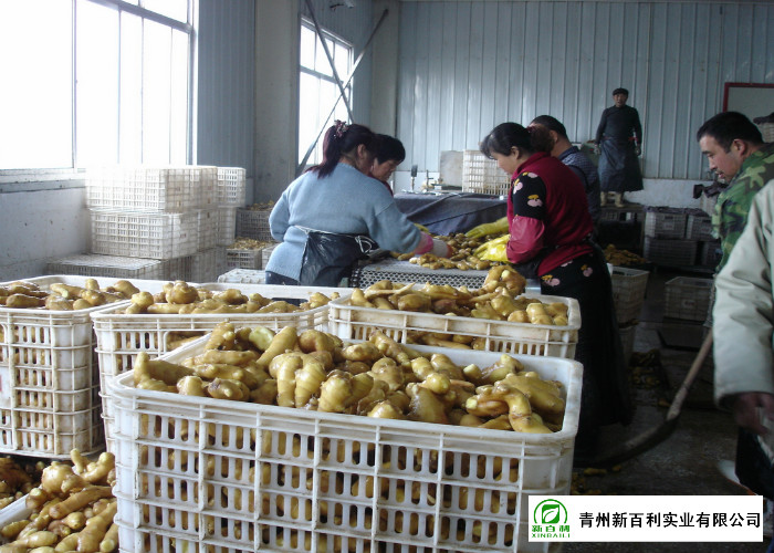Own Bases Organic Fresh Ginger Storage Temperature 10 °C - 15 °C