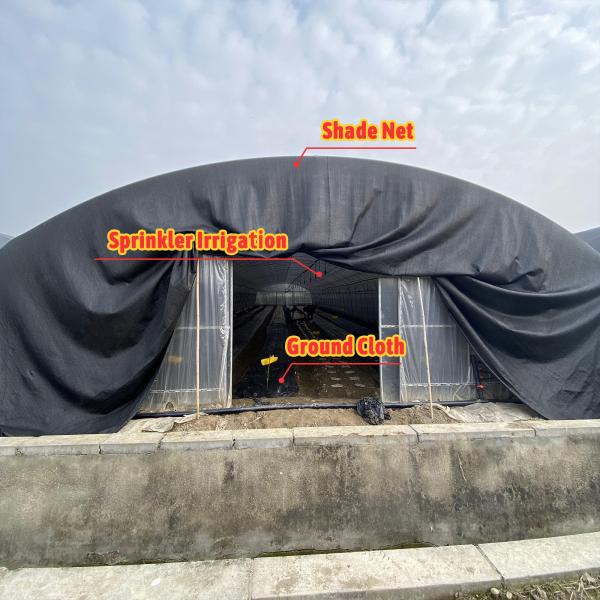 BAOLIDA Economic Agricultural Black Shade Net Tunnel Film Greenhouse For