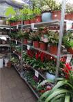 Dutch Trolley Greenhouse Carts