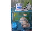 Animal Vet Infusion Pump Medical Veterinary Infusion Pump With Micro Mode 0.1~99