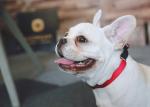 High Visibility Nylon Reflective Dog Collars And Leashes Waterproof
