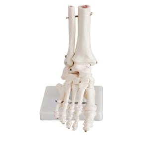 Quality Life Size Medical Anatomy Human Foot Skeleton Model For Medical Study wholesale