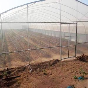 Quality Single Span Plastic Tunnel Greenhouse Commercial Agricultural wholesale