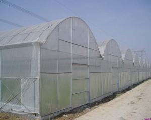 Quality Multi-Span Tunnel Greenhouse wholesale