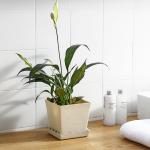 Quadrate 13cm Coloured Polypropylene Reusable Plastic Plant Pots