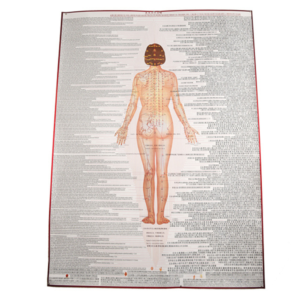 Human Body Meridian Acupuncture Culture Acupoint Acupressure Points Chart