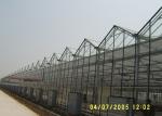Large Space Double Glazed Greenhouse , Venlo Type Tomato Plant Greenhouse
