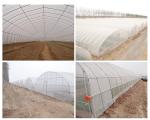 Single-Span Agricultural Greenhouses Solution for Growing Produce