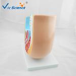 Professional Female Pelvis Model 3d Anatomy Model Pregnancy Pelvis VIC-332A