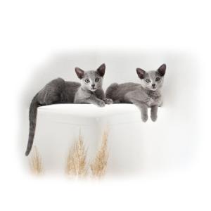 Quality Wall-Mounted Cat Shelf Modern Metal Cat Room Seat with Pre-Drilled Installation wholesale