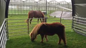 Quality Livestock Tent, Raising Tent wholesale