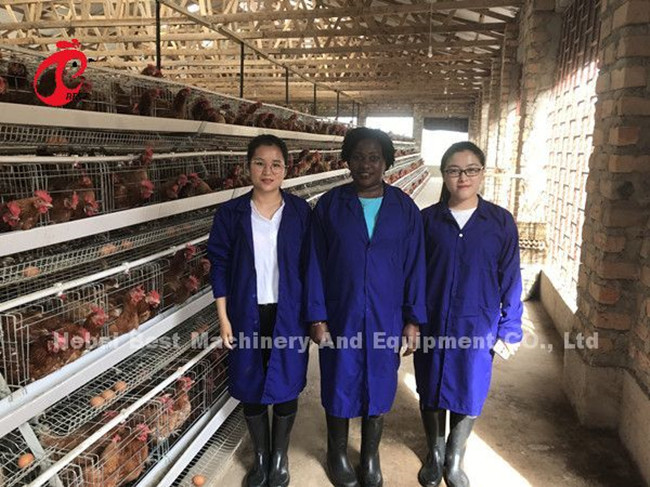 500 To 30000 Birds Layer Battery Cage System For Poultry Farming Star