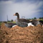 Silhouette Specklebelly Goose Hunting Decoy Custom Plastic Anti Reflective PP