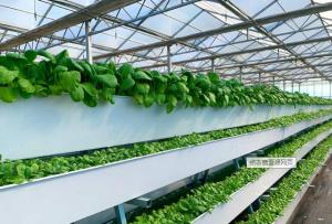 Quality Tomato Plant Hydroponic Good Weather Resistance Agricultural Greenhouse wholesale