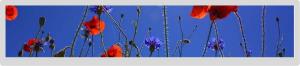 Quality 1920x360 Bar Type IPS LCD Lvds Interface 21.2&quot; 30pin wholesale