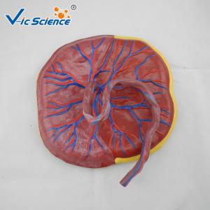 Quality Professional Human Anatomical Model Medical Placental Model Attached To Umbilical Cord VIC-323 wholesale