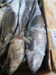 Canned New Landing Delicious 100g 300g A＋ Grade Frozen Bonito Fish