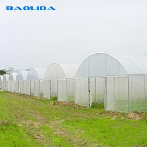 Quality 150mic PE Film Tunnel Plastic Greenhouse With Galvanized Steel Frame wholesale