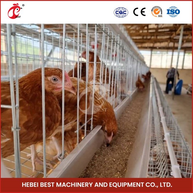 Efficient Automatic Layer Battery Cage System 2.2m X 2.4m X 1.65m Durable Construction Star