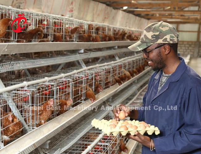 3 Tiers 40cm Cell Height Layer Battery Cage System For Improved Layer Productivity Iris