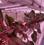Hydroponic Smart Farming Container Greenhouse for Agriculture 40ft Container