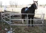 Extremely Long Lasting Horse Corral Panels Heavy Gauge Carbon Steel Material